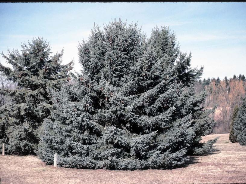 Picea glauca var. densata - Black Hills white spruce