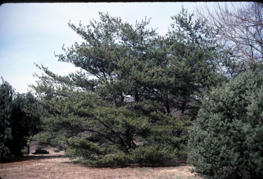 Pinus virginiana - Virginia pine, scrub pine