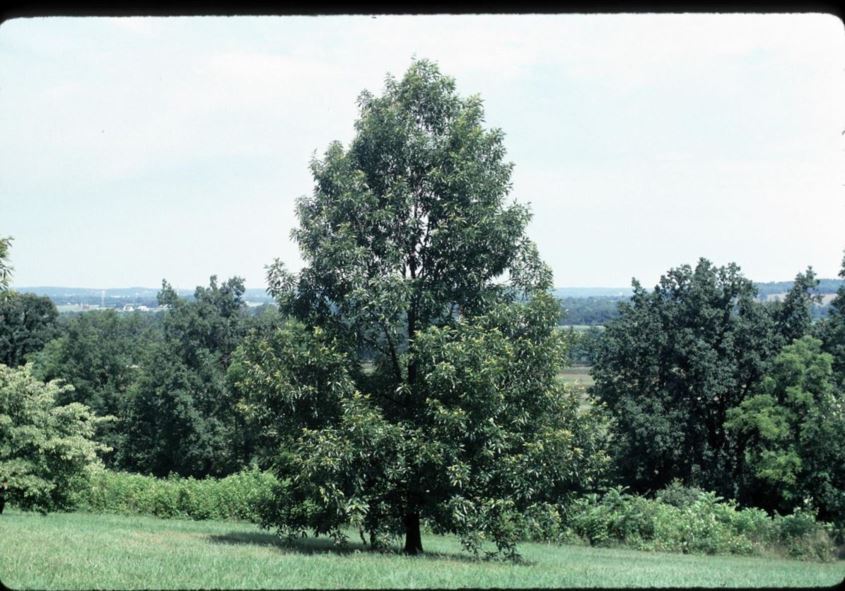 Quercus acutissima - sawtooth oak
