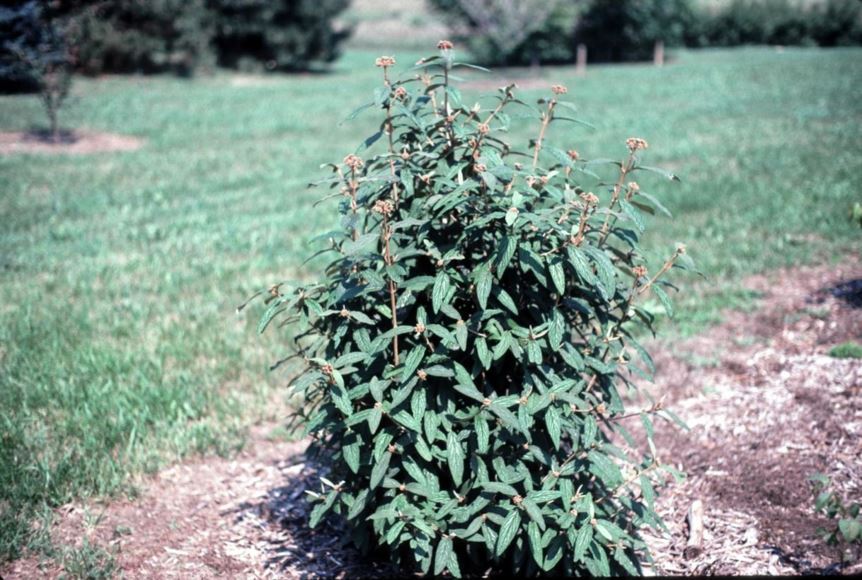 Viburnum rhytidophyllum - leatherleaf viburnum