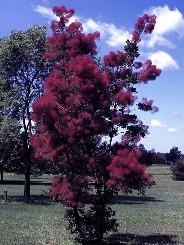 Cotinus coggygria 'Nordine' - Nordine common smoketree