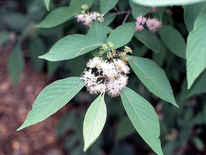 Callicarpa bodinieri - Bodinier beautyberry