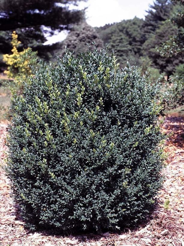 Buxus sempervirens 'Asheville' - Asheville common boxwood