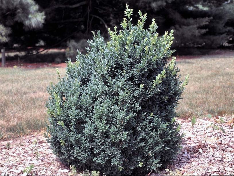Buxus sempervirens 'Inglis' - Inglis common boxwood