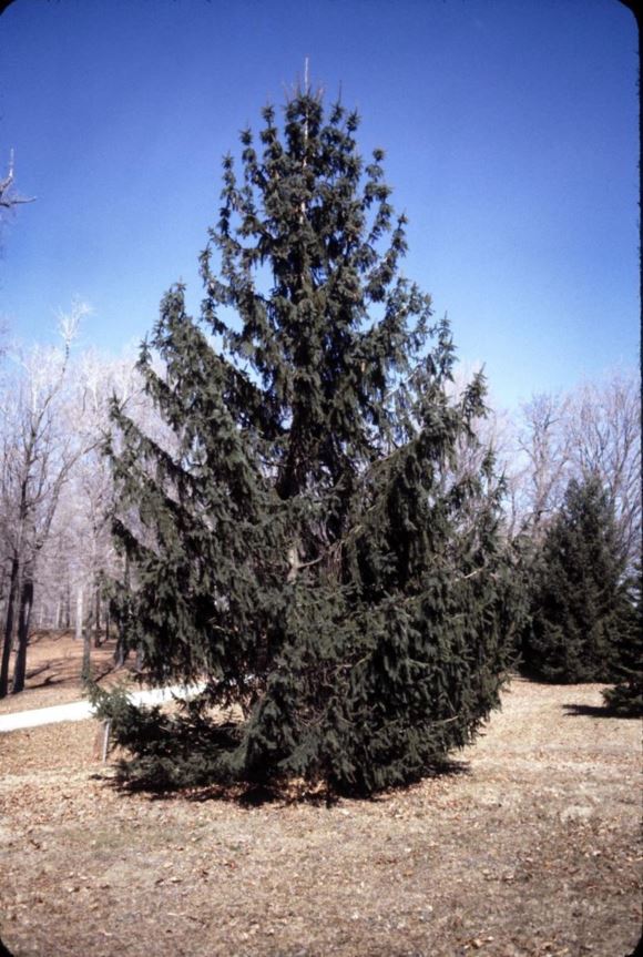 Picea abies - Norway spruce