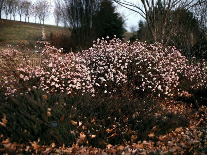 Viburnum farreri 'Nanum' - dwarf fragrant viburnum