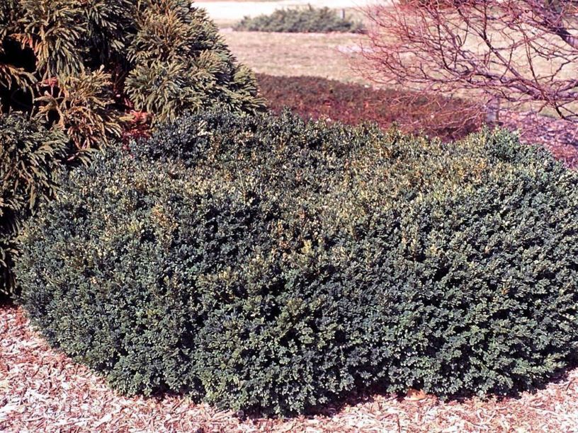 Buxus sempervirens (Anderson 350-35) - common boxwood (Anderson 350-35)