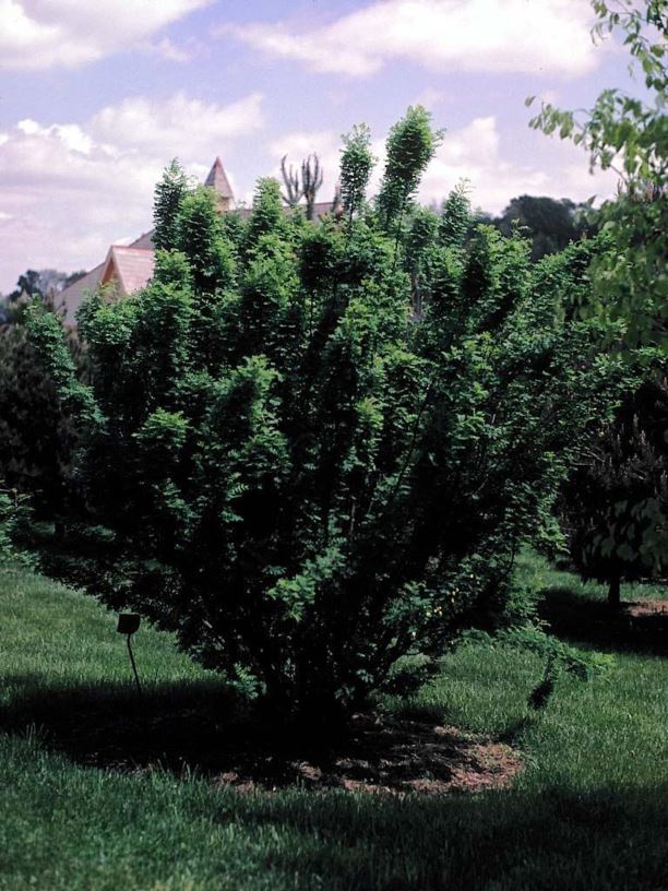 Caragana arborescens - Siberian peashrub