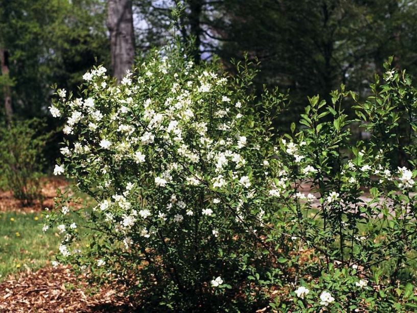 Exochorda racemosa subsp. giraldii - Wilson pearlbush, redbud pearlbush, Giraldi pearlbush