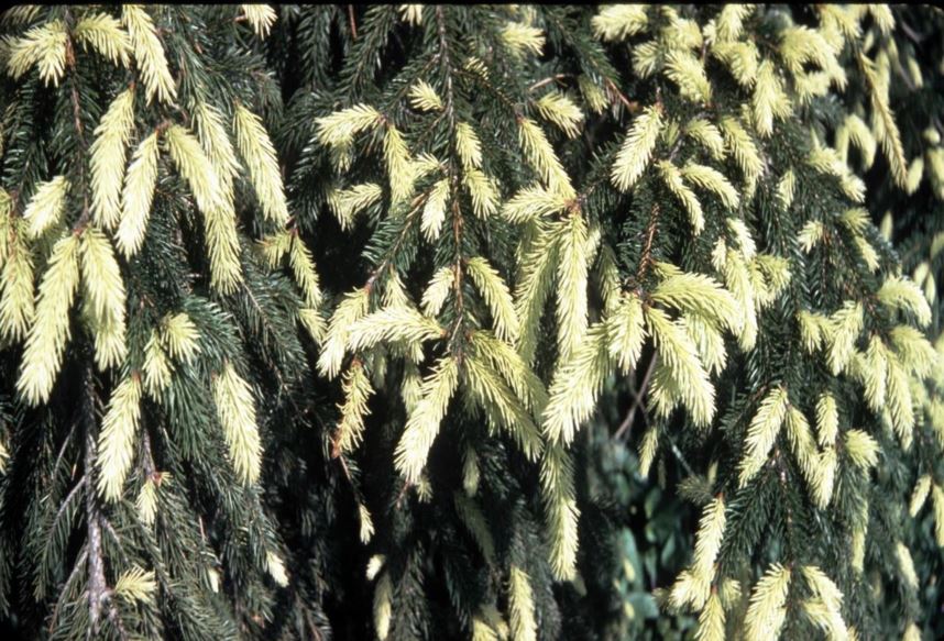Picea abies 'Aurea' - golden Norway spruce