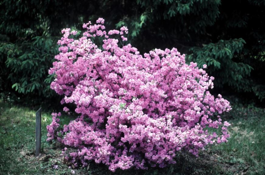 Rhododendron 'Elsie Lee' - Elsie Lee azalea