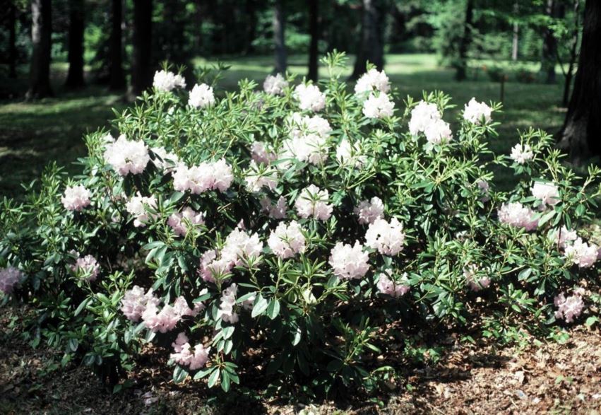 Rhododendron 'President Lincoln' - President Lincoln rhododendron