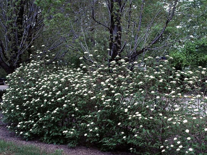Viburnum lantana 'Mohican' - Mohican wayfaring-tree viburnum
