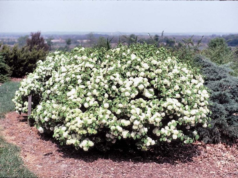 Viburnum plicatum f. plicatum 'Newzam' Newport® - Newport® Japanese-snowball viburnum