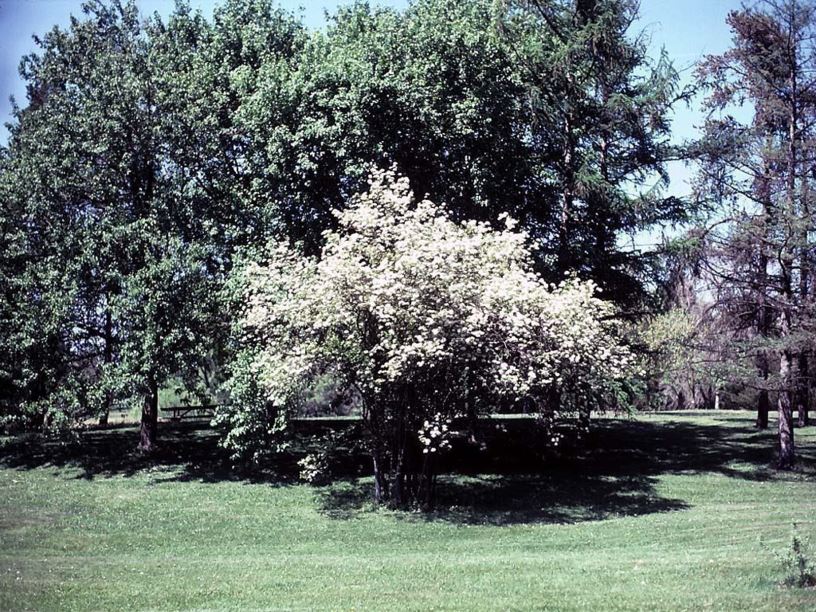 Viburnum prunifolium - blackhaw viburnum