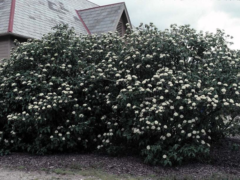 Viburnum × rhytidophylloides 'Alleghany' - Alleghany hybrid leatherleaf viburnum