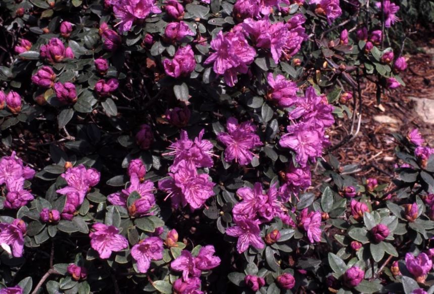 Rhododendron 'Purple Gem' - Purple Gem rhododendron