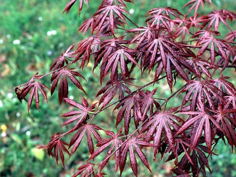 Acer palmatum 'Trompenburg' - Trompenburg Japanese maple
