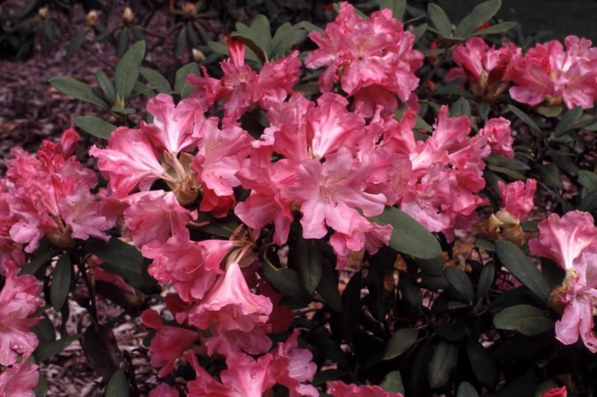 Rhododendron 'Yaku Prince' - Yaku Prince rhododendron