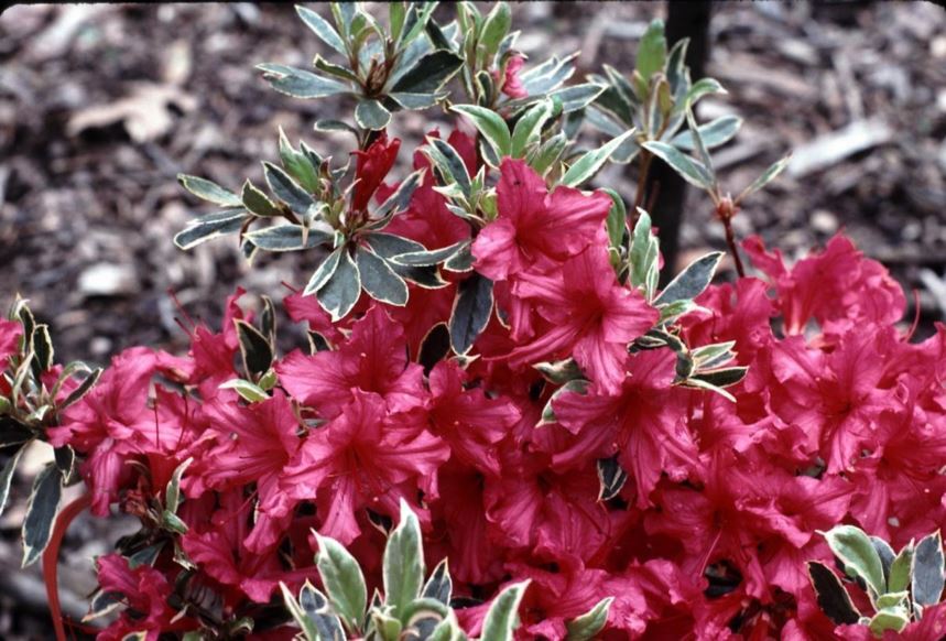 Rhododendron 'Girard Variegated Gem' - Girard Variegated Gem azalea