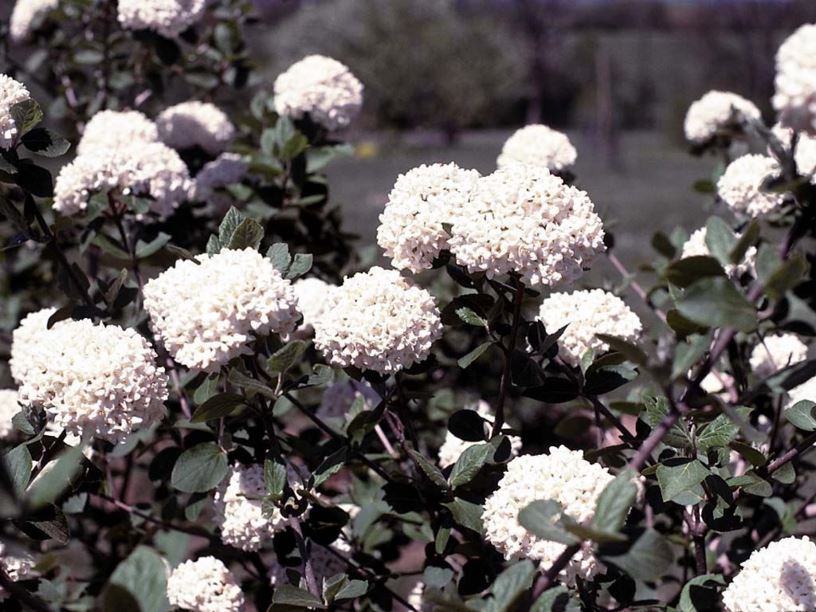 Viburnum × carlcephalum - carlcephalum viburnum, fragrant snowball viburnum