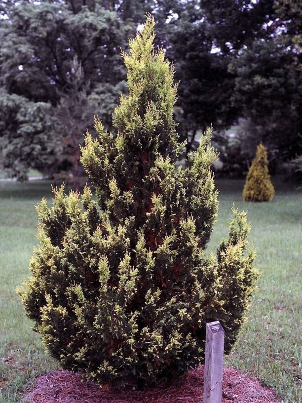 Chamaecyparis pisifera 'Plumosa Aurea' - golden plume sawara false cypress