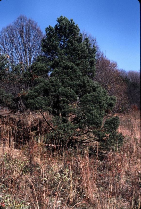 Pinus edulis - pinyon pine, two-needle pinyon