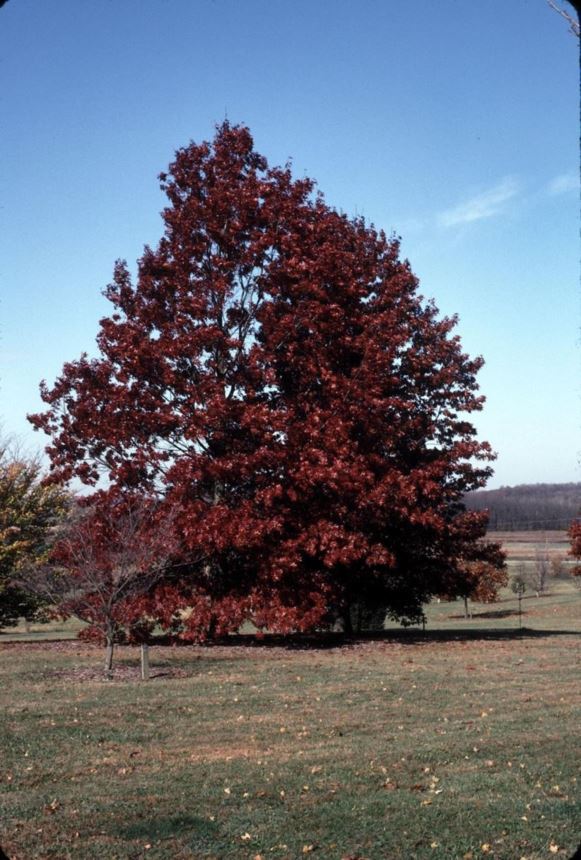 Quercus × fontana - hybrid oak