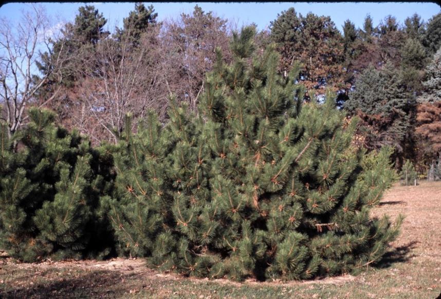 Pinus thunbergii - Japanese black pine