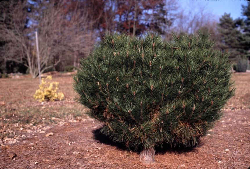 Pinus densiflora 'Little Christopher' - Little Christopher Japanese red pine