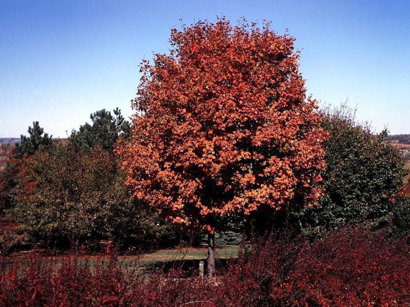 Acer saccharum 'Wright Brothers' - Wright Brothers sugar maple, Moraine sugar maple