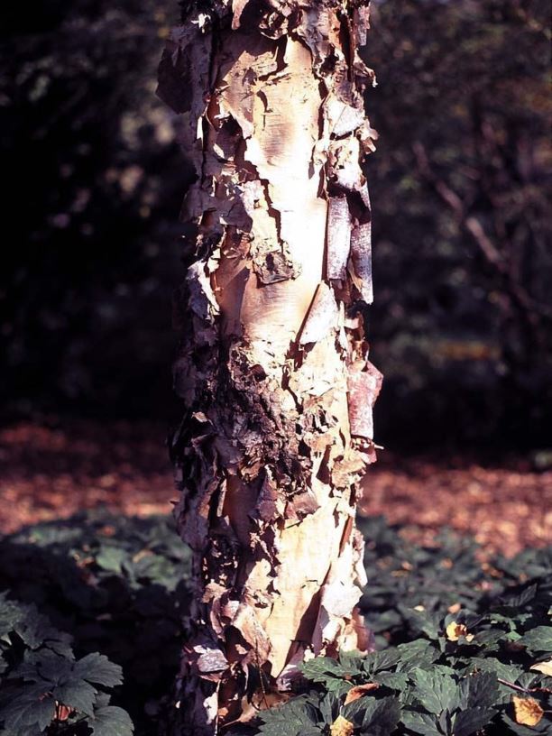 Betula nigra 'Cully' Heritage® - Heritage® red birch, Heritage® river birch