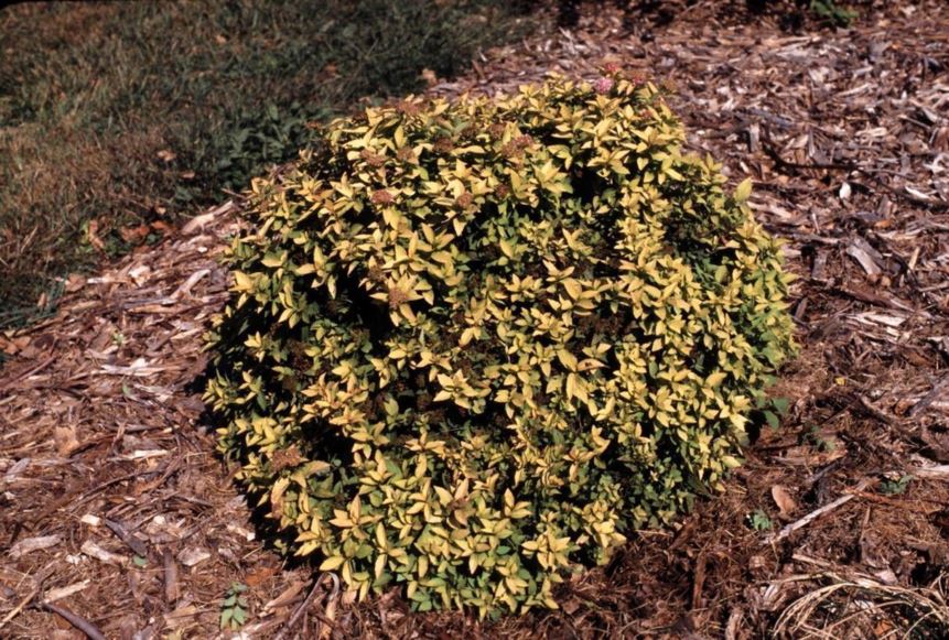 Spiraea japonica 'Mertyann' Dakota Goldcharm® - Dakota Goldcharm® Japanese spirea