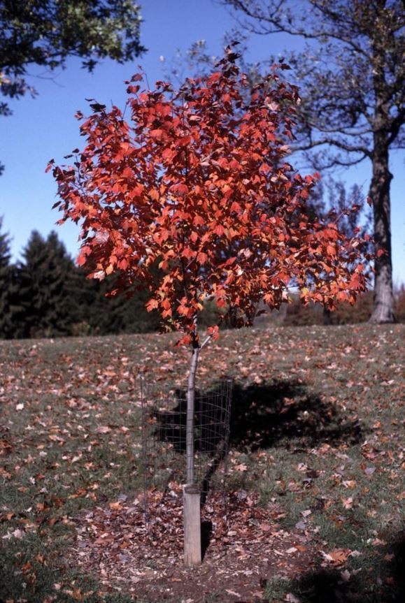 Acer rubrum 'Northwood' - Northwood red maple