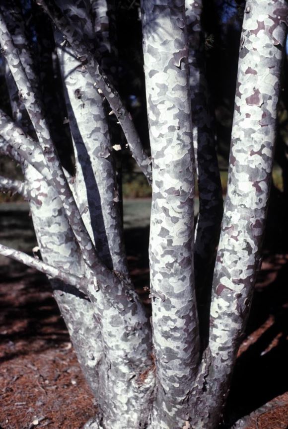 Pinus bungeana 'Silver Ghost' - Silver Ghost lacebark pine