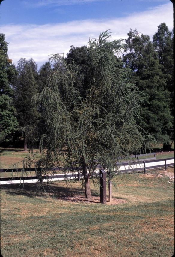 Salix babylonica 'Crispa' - ringleaf Babylon weeping willow