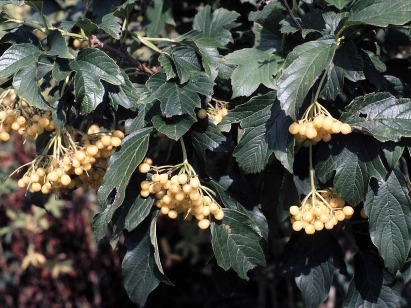 Viburnum sargentii f. flavum - yellow-fruit Sargent cranberry-bush viburnum