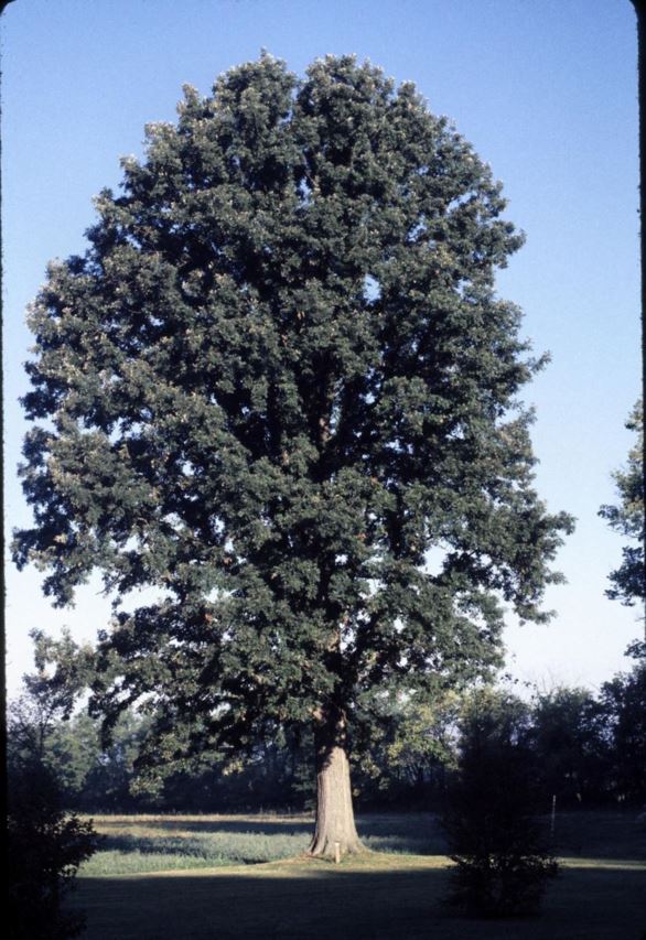 Quercus macrocarpa - bur oak, mossycup oak