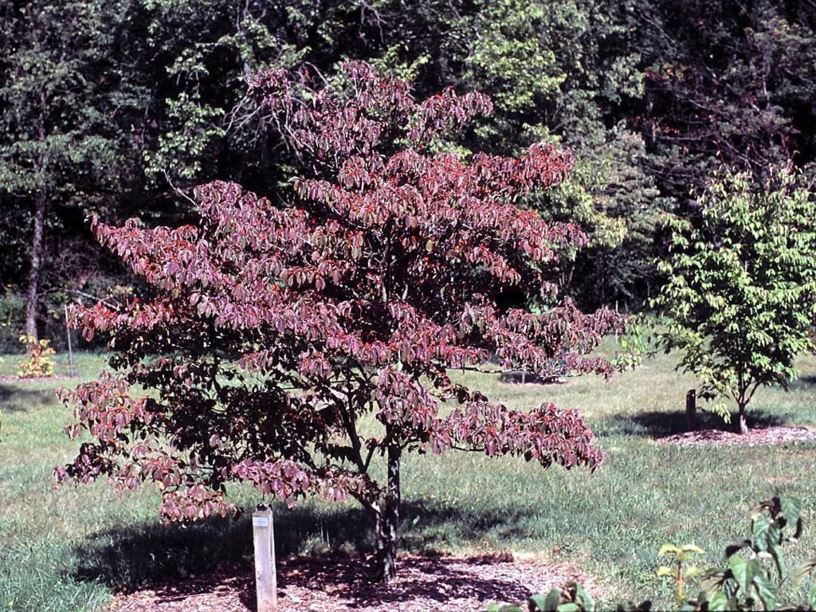 Cornus florida 'Royal Red' - Royal Red flowering dogwood