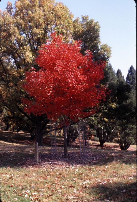 Acer rubrum 'Fairview Flame' Fairview Flame™ - Fairview Flame™ red maple