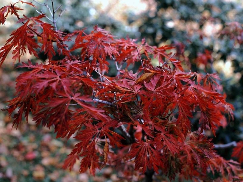 Acer japonicum 'Green Cascade' - Green Cascade fullmoon maple