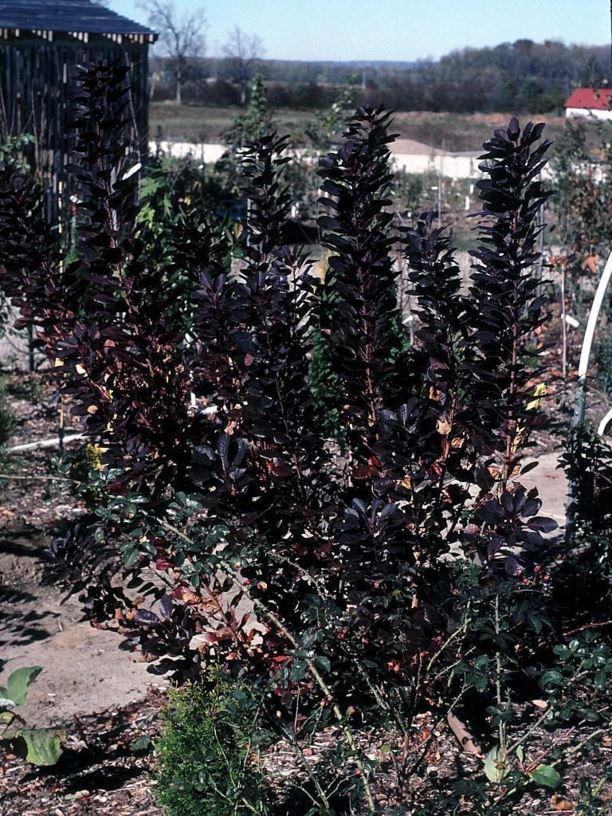 Cotinus coggygria 'Purple Supreme' - Purple Supreme common smoketree