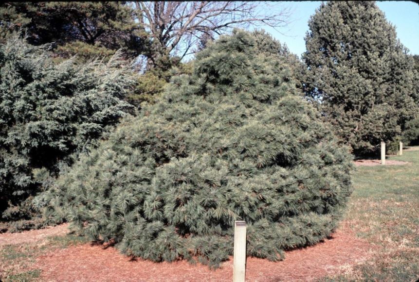 Pinus strobus 'Ontario' - Ontario eastern white pine