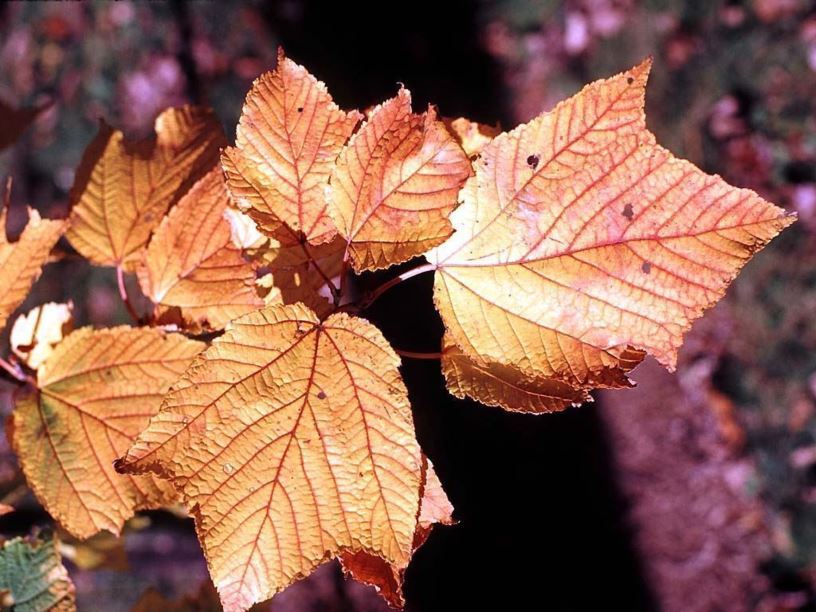 Acer rufinerve - redvein maple