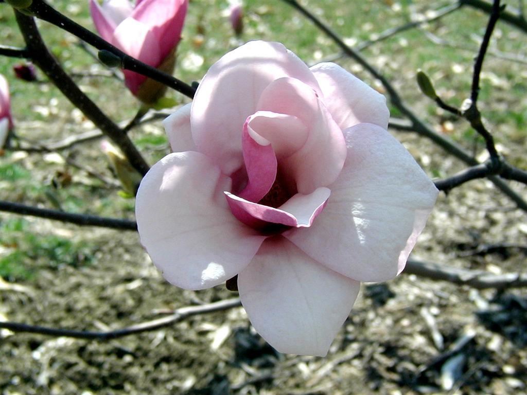 Magnolia × soulangeana 'Alexandrina' - Alexandrina saucer magnolia
