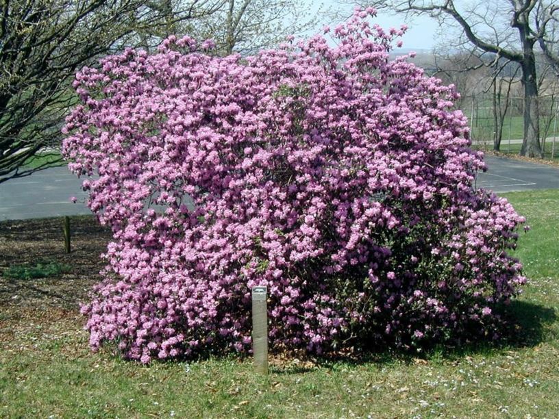 Rhododendron 'PJM' - PJM rhododendron