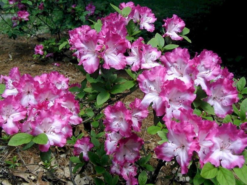 Rhododendron 'Martha Hitchcock' - Martha Hitchcock azalea
