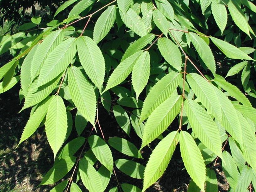 Acer carpinifolium - hornbeam maple