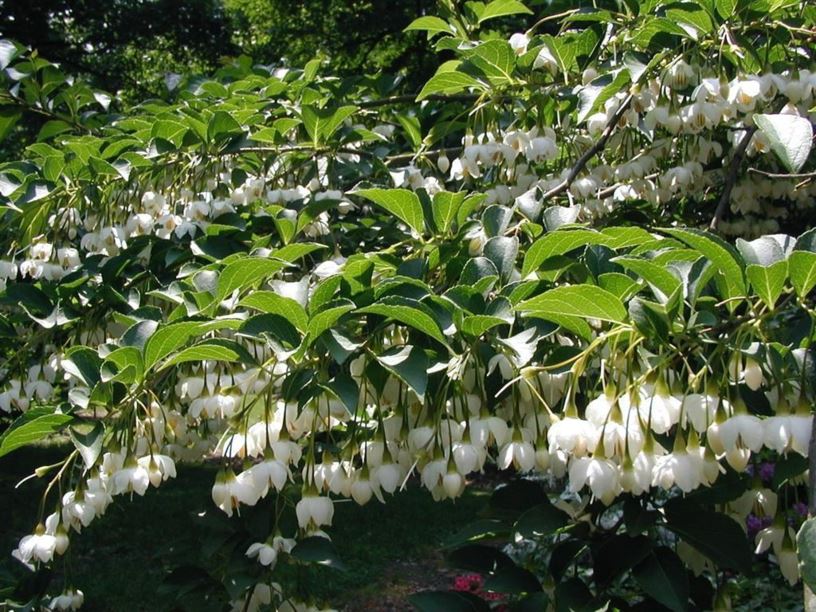 Styrax japonicus 'Issai' - Issai Japanese snowbell