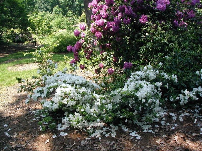 Rhododendron 'Pleasant White' - Pleasant White azalea